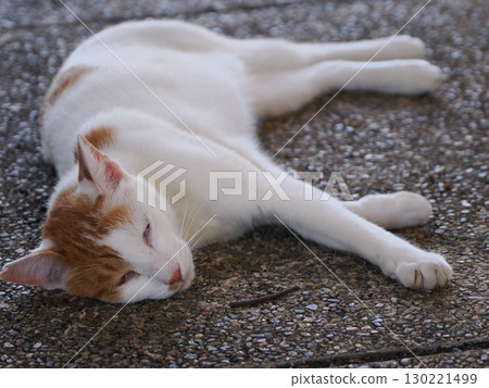 A cute sleepy cat A cute sleepy cat 130221499