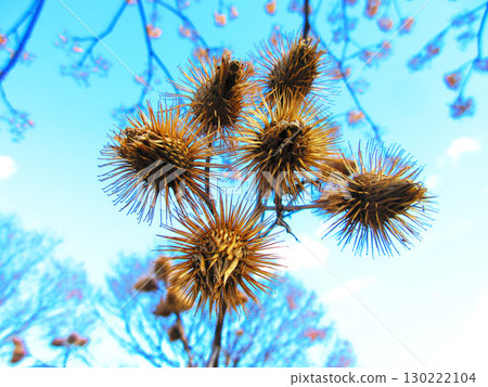 牛蒡果景觀 130222104