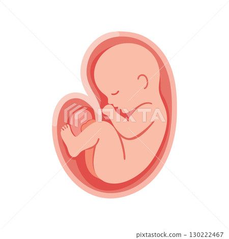 Fetus in womb vector illustration showing human embryo development process 130222467