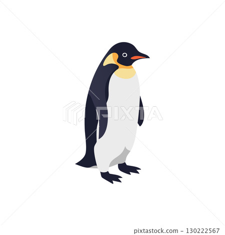 Emperor penguin standing upright vector illustration with black white and orange colors 130222567