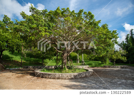 圓形公園裡的樹木 130222589