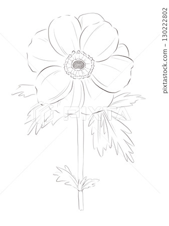 Poppy 130222802
