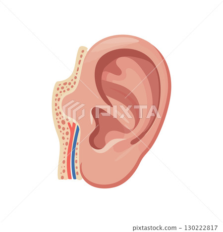Human ear anatomy vector illustration with inner structures and blood vessels natural colors 130222817