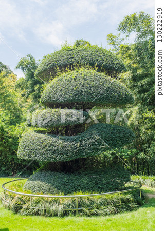 公園中的對節白臘樹 130222919