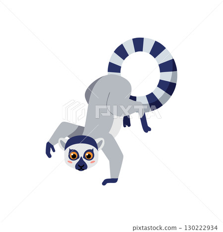 Lemur with striped tail standing on front legs vector illustration for wildlife design 130222934