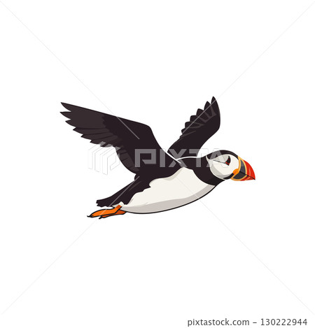 Puffin flying bird in black white and orange colors vector illustration 130222944