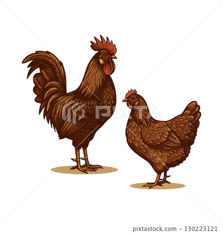 Brown rooster and hen farm birds detailed vector illustration natural posture 130223121