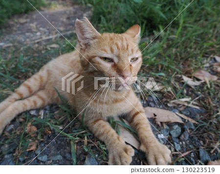 一隻可愛的棕色虎斑小貓在樹蔭下休息 130223519