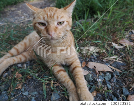 一隻可愛的棕色虎斑小貓在樹蔭下休息 一隻可愛的棕色虎斑小貓在樹蔭下休息 130223521