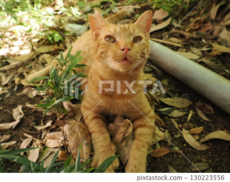 A cute brown tabby kitten resting in the shade 130223556