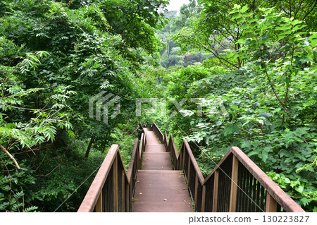Miura Peninsula, Misaki, Koajiro Forest Miura Peninsula, Misaki, Koajiro Forest 130223827