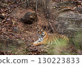 wild female bengal tiger or panthera tigris at bandhavgarh national park forest reserve madhya pradesh india. tigress sitting or resting on rock or hill in evening wildlife safari in summer season 130223833