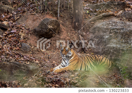 wild female bengal tiger or panthera tigris at bandhavgarh national park forest reserve madhya pradesh india. tigress sitting or resting on rock or hill in evening wildlife safari in summer season wild female bengal tiger or panthera tigris at bandhavgarh national park forest reserve madhya pradesh india. tigress sitting or resting on rock or hill in evening wildlife safari in summer season 130223833