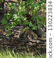 wild bengal tiger or panthera tigris at bandhavgarh National Park Forest Reserve madhya predesh India. sub adult male in tree shade with eye contact resting in his territory during jungle safari 130223834