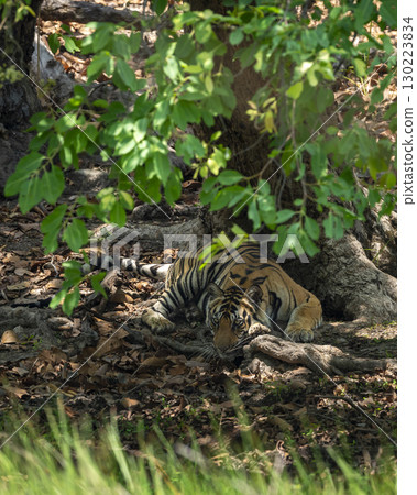 wild bengal tiger or panthera tigris at bandhavgarh National Park Forest Reserve madhya predesh India. sub adult male in tree shade with eye contact resting in his territory during jungle safari 130223834