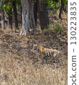 wild male bengal tiger or panthera tigris bandhavgarh national park madhya pradesh india. tiger walking or strolling for territory marking during winter season evening safari 130223835