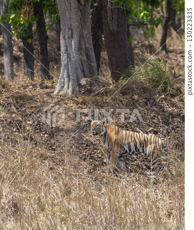 wild male bengal tiger or panthera tigris bandhavgarh national park madhya pradesh india. tiger walking or strolling for territory marking during winter season evening safari 130223835