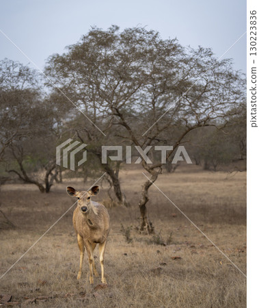 Wild alert female Sambar deer or Rusa unicolor closeup or portrait head on with eye contact in winter season safari at forest of india asia. largest deer of Indian subcontinent Wild alert female Sambar deer or Rusa unicolor closeup or portrait head on with eye contact in winter season safari at forest of india asia. largest deer of Indian subcontinent 130223836
