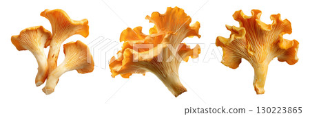 Chanterelle mushrooms isolated on transparent background for cooking and food design. 130223865