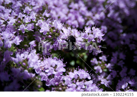 A carpenter bee is sucking nectar from the purple flowers of Thyme Longicaulis. 130224155