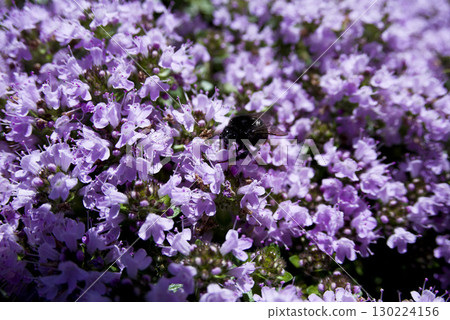 A carpenter bee is sucking nectar from the purple flowers of Thyme Longicaulis. A carpenter bee is sucking nectar from the purple flowers of Thyme Longicaulis. 130224156