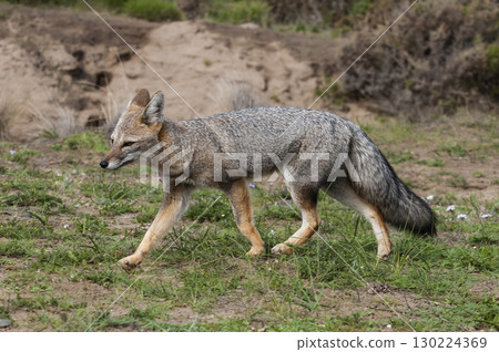 Pampas Grey fox in Pampas grass environment, La Pampa province, Patagonia, Argentina. Pampas Grey fox in Pampas grass environment, La Pampa province, Patagonia, Argentina. 130224369