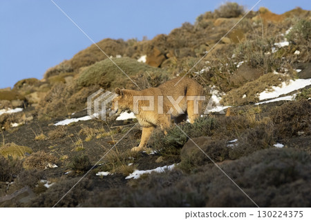 Puma walking in mountain environment, Torres del Paine National Park, Patagonia, Chile. Puma walking in mountain environment, Torres del Paine National Park, Patagonia, Chile. 130224375