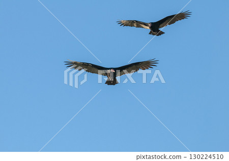 Turkey Vulture, ,planning in flight, Patagonia, Argentina Turkey Vulture, ,planning in flight, Patagonia, Argentina 130224510