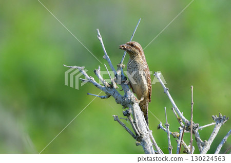 The mysterious camouflaged wild bird, the Japanese bush warbler, can be seen in the grasslands of Hokkaido from early summer to summer. The mysterious camouflaged wild bird, the Japanese bush warbler, can be seen in the grasslands of Hokkaido from early summer to summer. 130224563
