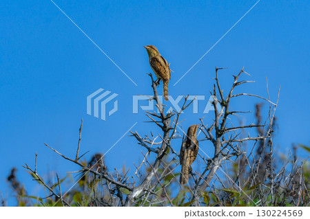 The mysterious camouflaged wild bird, the Japanese bush warbler, can be seen in the grasslands of Hokkaido from early summer to summer. The mysterious camouflaged wild bird, the Japanese bush warbler, can be seen in the grasslands of Hokkaido from early summer to summer. 130224569