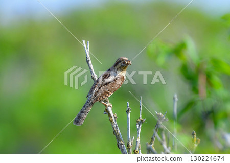 The mysterious camouflaged wild bird, the Japanese bush warbler, can be seen in the grasslands of Hokkaido from early summer to summer. The mysterious camouflaged wild bird, the Japanese bush warbler, can be seen in the grasslands of Hokkaido from early summer to summer. 130224674
