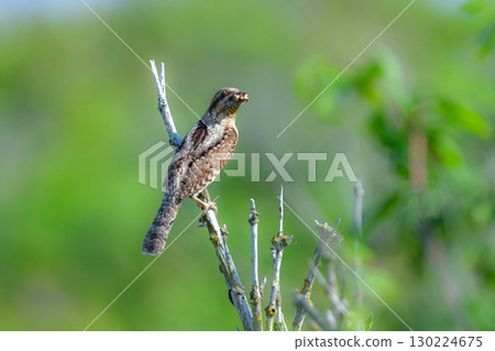 從初夏到夏季，在北海道的草原上都可以看到神秘的偽裝野生鳥類——日本樹鶯。 130224675