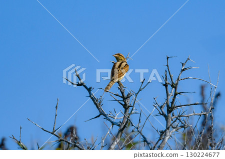 The mysterious camouflaged wild bird, the Japanese bush warbler, can be seen in the grasslands of Hokkaido from early summer to summer. The mysterious camouflaged wild bird, the Japanese bush warbler, can be seen in the grasslands of Hokkaido from early summer to summer. 130224677