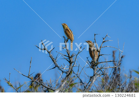 The mysterious camouflaged wild bird, the Japanese bush warbler, can be seen in the grasslands of Hokkaido from early summer to summer. 130224681