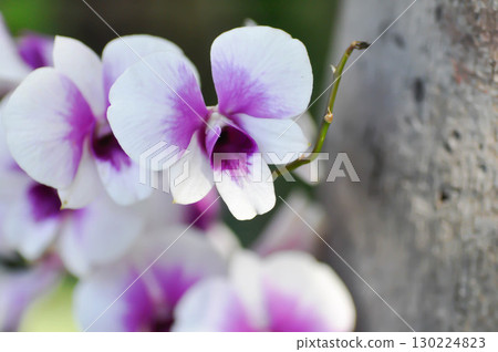 purple orchid or white and purple orchid flower, orchid or ORCHIDACEAE or dendrobium enobi or dendrobium orchid 130224823