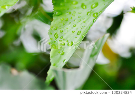 Caryota urens, Palmae or ARECACEAE or Caryota mitis Lour or Fishtail Palm or Wart Fishtail Palm and rain droplet 130224824