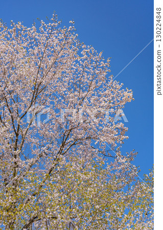 山櫻花盛開,藍天 山櫻花盛開,藍天 130224848