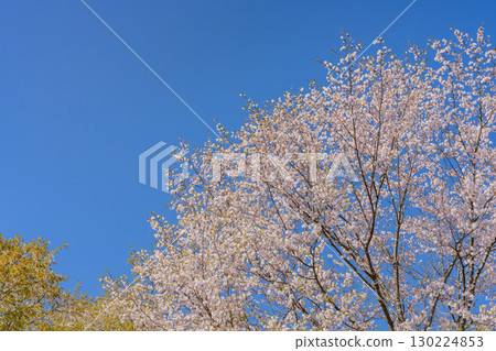 山櫻花盛開,藍天 山櫻花盛開,藍天 130224853