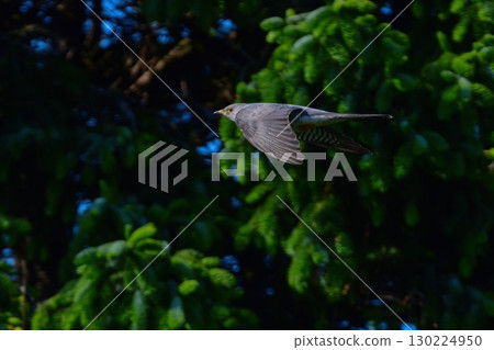 The cuckoo, with its idyllic, beautiful voice, can be seen from early summer to summer in Hokkaido and Karuizawa. The cuckoo, with its idyllic, beautiful voice, can be seen from early summer to summer in Hokkaido and Karuizawa. 130224950