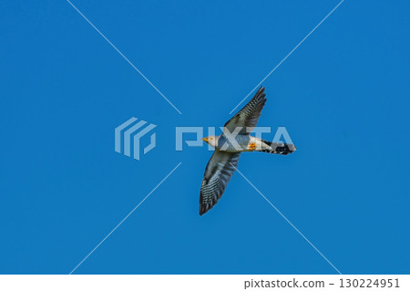 The cuckoo, with its idyllic, beautiful voice, can be seen from early summer to summer in Hokkaido and Karuizawa. The cuckoo, with its idyllic, beautiful voice, can be seen from early summer to summer in Hokkaido and Karuizawa. 130224951