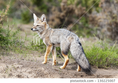 Pampas Grey fox in Pampas grass environment, La Pampa province, Patagonia, Argentina. 130225007
