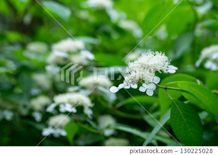 White Hakuji Hydrangea 130225028