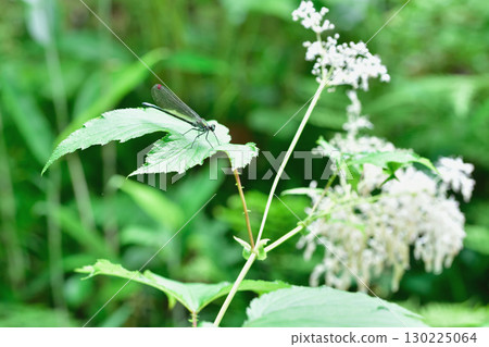 蜻蜓停在花上 130225064