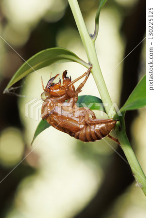 Cicada shell Cicada shell 130225125
