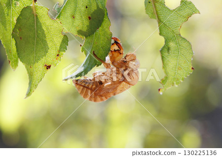 Cicada shell 130225136