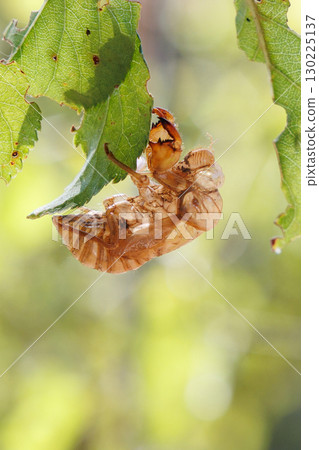 Cicada shell 130225137