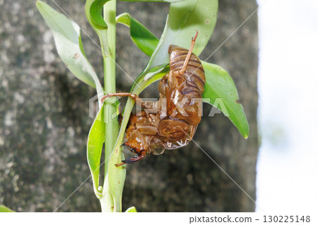 Cicada shell 130225148