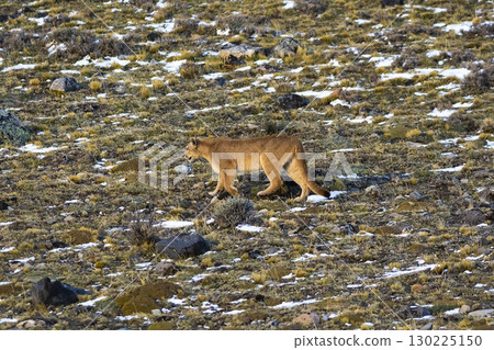 Puma walking in mountain environment, Torres del Paine National Park, Patagonia, Chile. 130225150