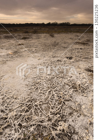 Saltpeter on the floor of a lagoon in a semi desert environment, La Pampa province, Patagonia, Argentina. 130225236