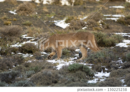 Puma walking in mountain environment, Torres del Paine National Park, Patagonia, Chile. 130225238